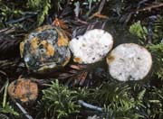 Leucogaster rubescens